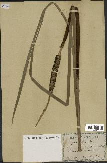spécimen de Typha elata