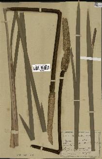 spécimen de Typha elata