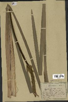 spécimen de Typha elata