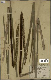 spécimen de Typha elata
