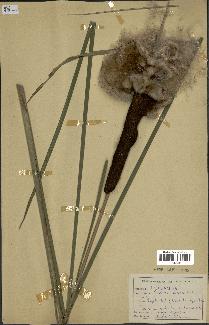 spécimen de Typha elata