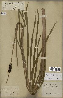 spécimen de Typha angustifolia