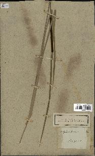 spécimen de Typha angustifolia