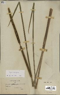 spécimen de Typha angustifolia