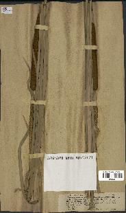 spécimen de Typha angustifolia