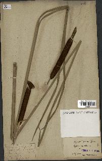 spécimen de Typha angustifolia