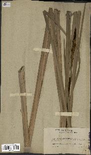 spécimen de Typha angustifolia