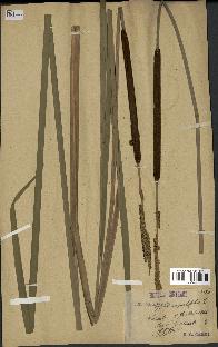 spécimen de Typha angustifolia