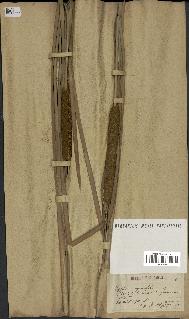 spécimen de Typha angustifolia