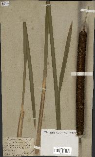 spécimen de Typha latifolia