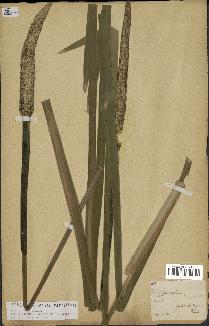 spécimen de Typha latifolia