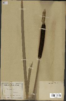 spécimen de Typha latifolia