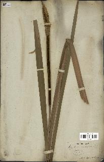 spécimen de Typha latifolia