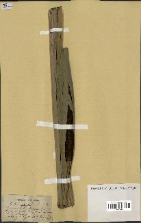spécimen de Typha latifolia