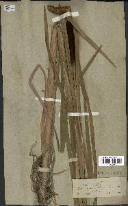 spécimen de Typha latifolia