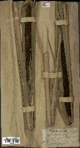 spécimen de Typha latifolia