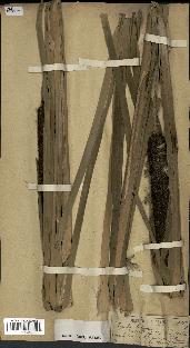 spécimen de Typha latifolia