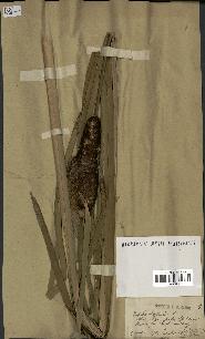 spécimen de Typha latifolia