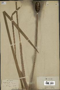 spécimen de Typha latifolia