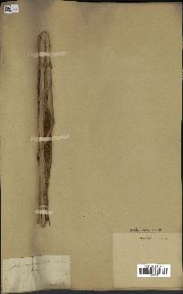 spécimen de Typha angustifolia