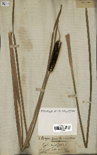 spécimen de Typha angustifolia