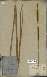 spécimen de Typha angustifolia