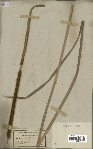 spécimen de Typha angustifolia