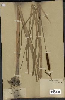 spécimen de Typha angustifolia