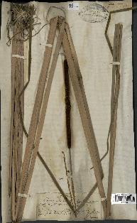 spécimen de Typha angustifolia