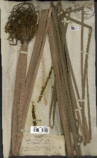 spécimen de Typha angustifolia