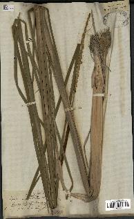 spécimen de Typha angustifolia