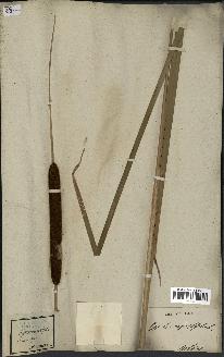 spécimen de Typha angustifolia