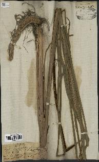 spécimen de Typha angustifolia