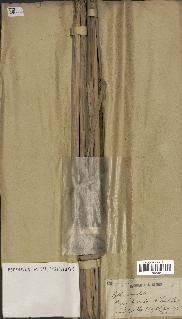 spécimen de Typha angustifolia