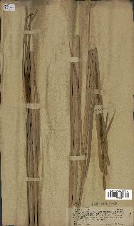 spécimen de Typha angustifolia