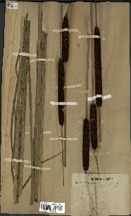 spécimen de Typha angustifolia