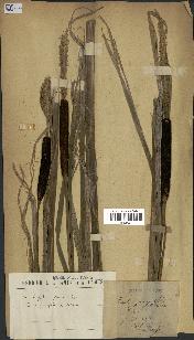 spécimen de Typha angustifolia