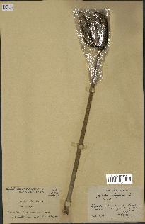 spécimen de Typha latifolia