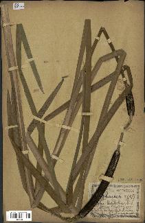 spécimen de Typha latifolia