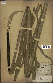 spécimen de Typha latifolia