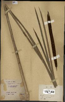 spécimen de Typha latifolia x angustata
