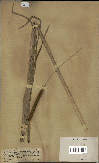 spécimen de Typha latifolia x angustata