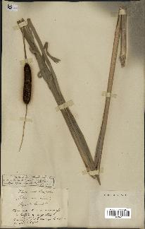 spécimen de Typha latifolia x angustata