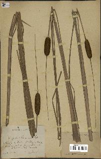 spécimen de Typha laxmannii