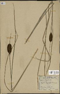 spécimen de Typha laxmannii