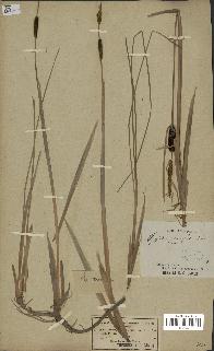 spécimen de Typha minima