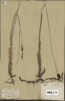 spécimen de Typha minima