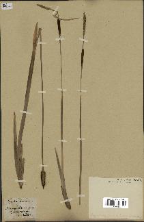 spécimen de Typha minima
