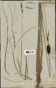 spécimen de Typha minima