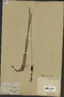 spécimen de Typha minima